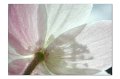 BlumenM01