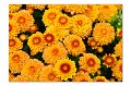 BlumenM17
